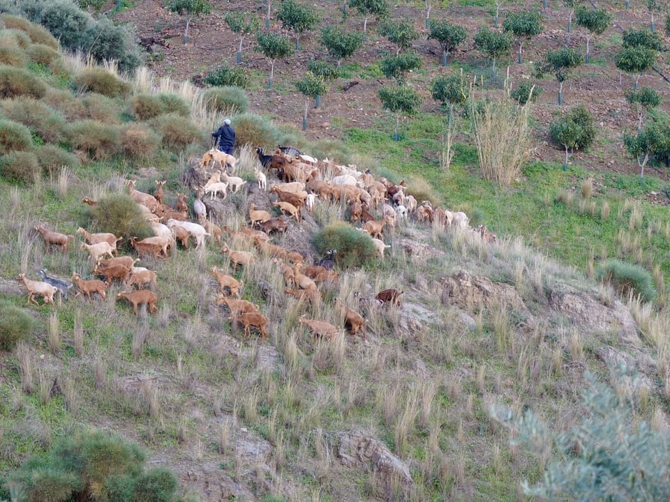 Natural landscape, Animals