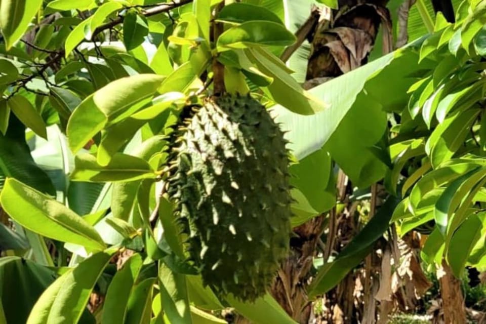 Ti coin jardin Apartment in Réunion