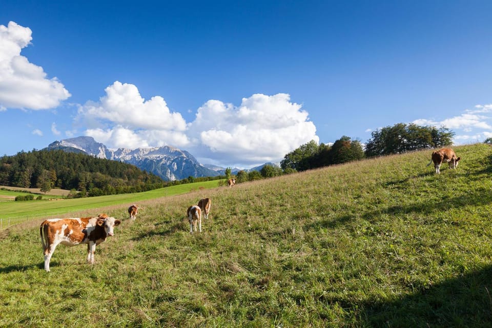 Natural landscape, Animals
