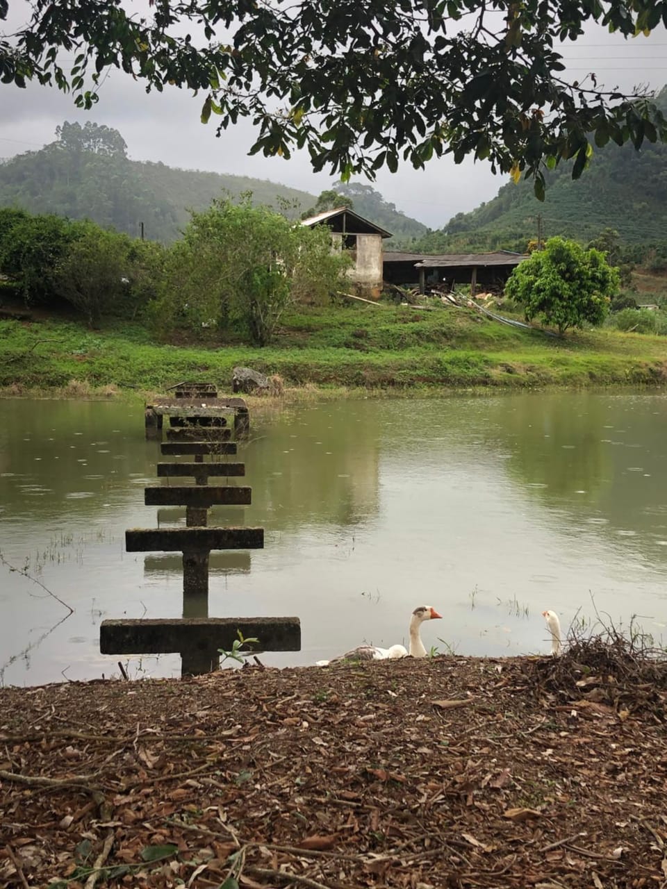 Lake view