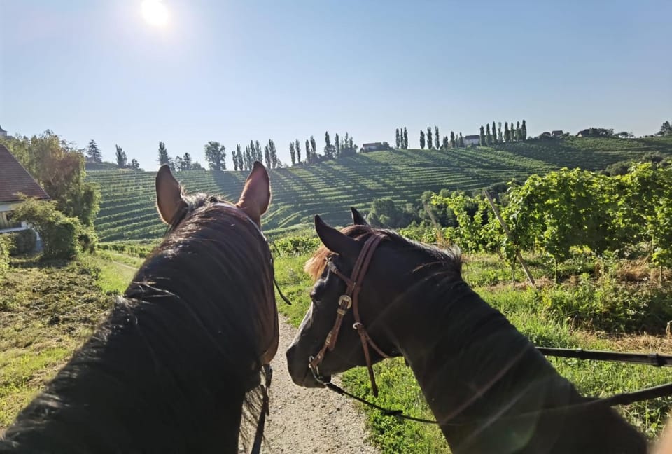 Horse-riding, Horse-riding, Animals