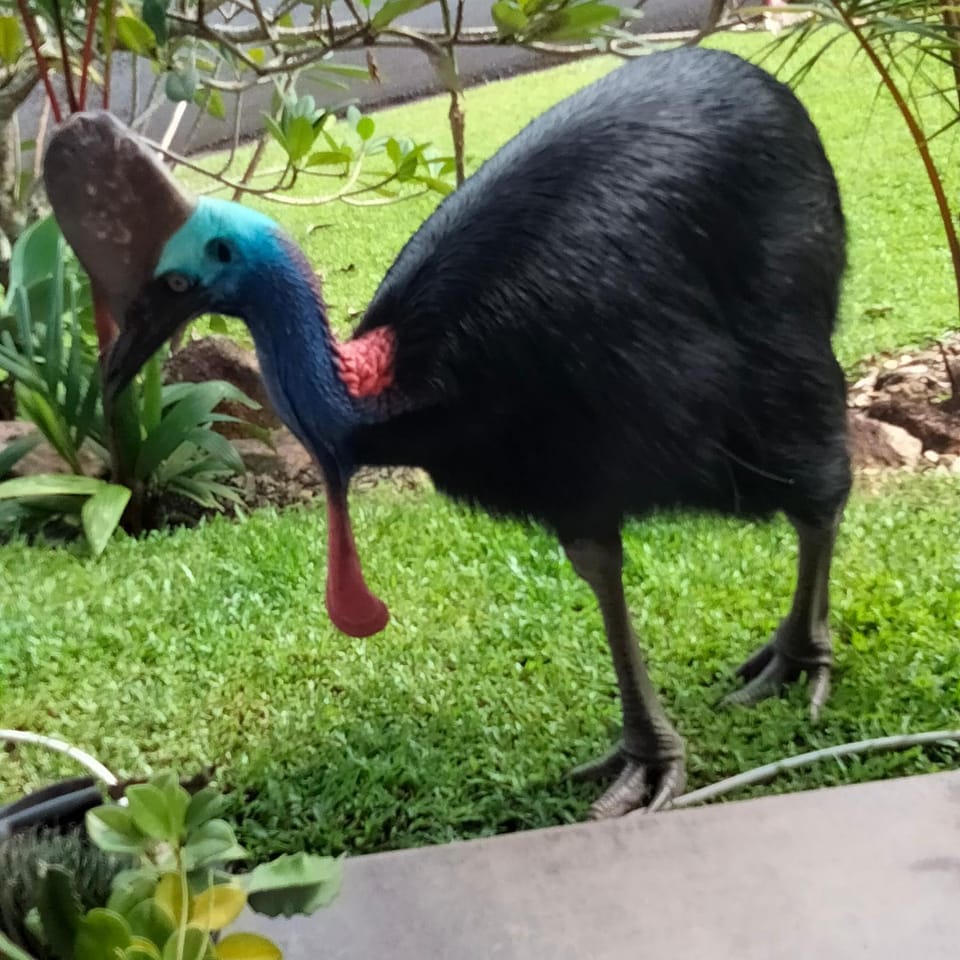 Hidden Gem Holiday Let Apartment in Queensland