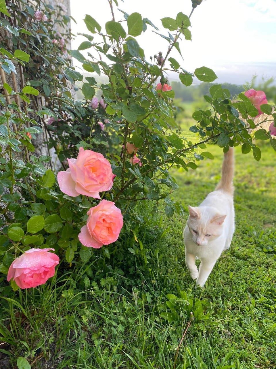 La Vignerie Bed and Breakfast in Nouvelle-Aquitaine