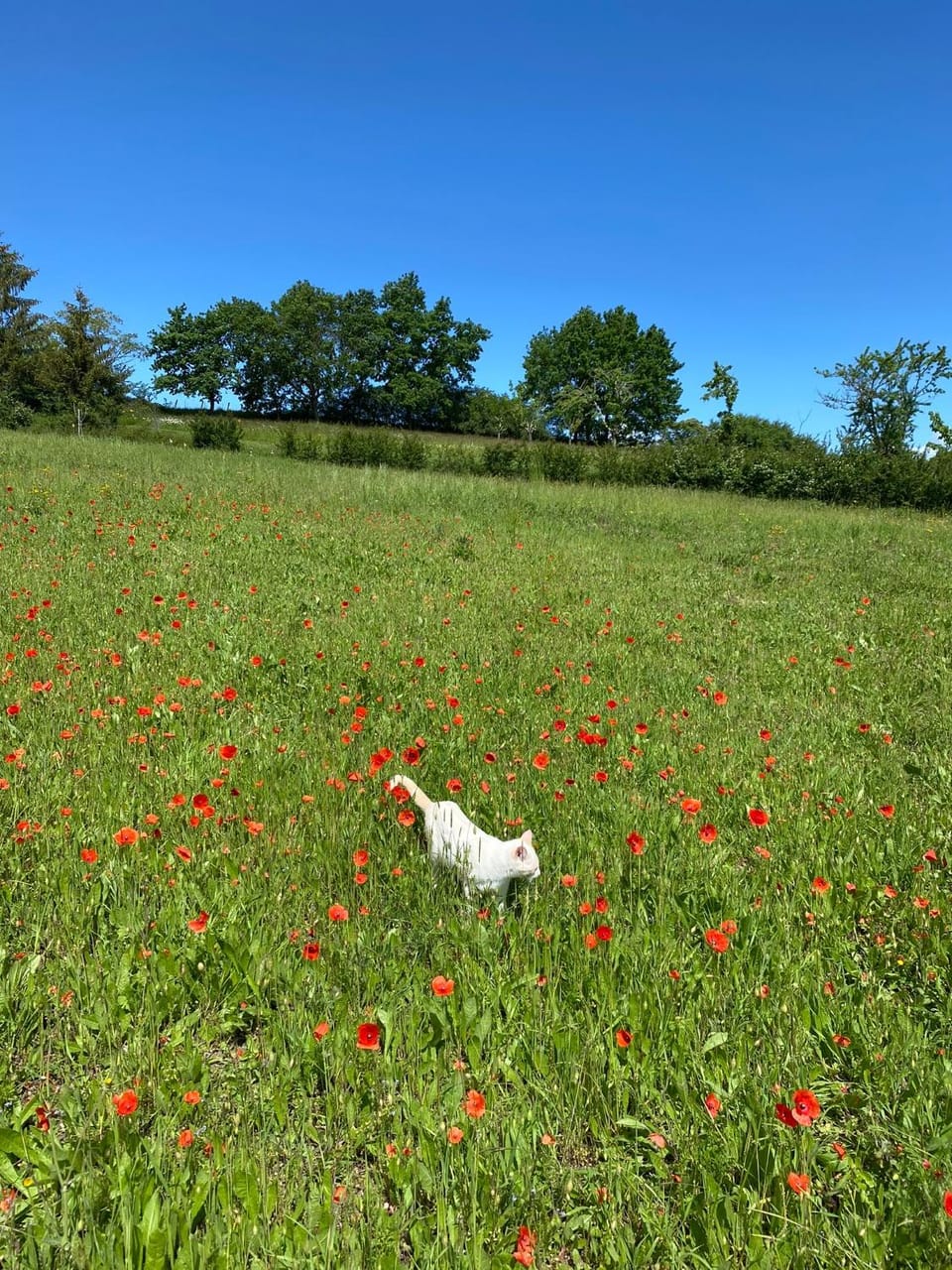 La Vignerie Bed and Breakfast in Nouvelle-Aquitaine
