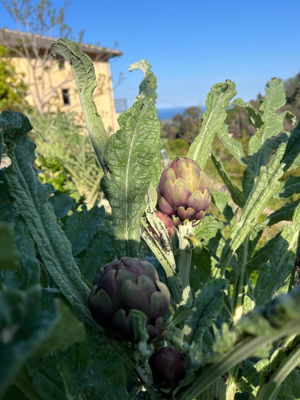 Eco Gîte avec vue sur mer House in Corsica