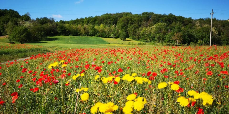 Spring, Natural landscape