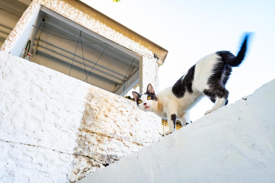 Animals, Pets