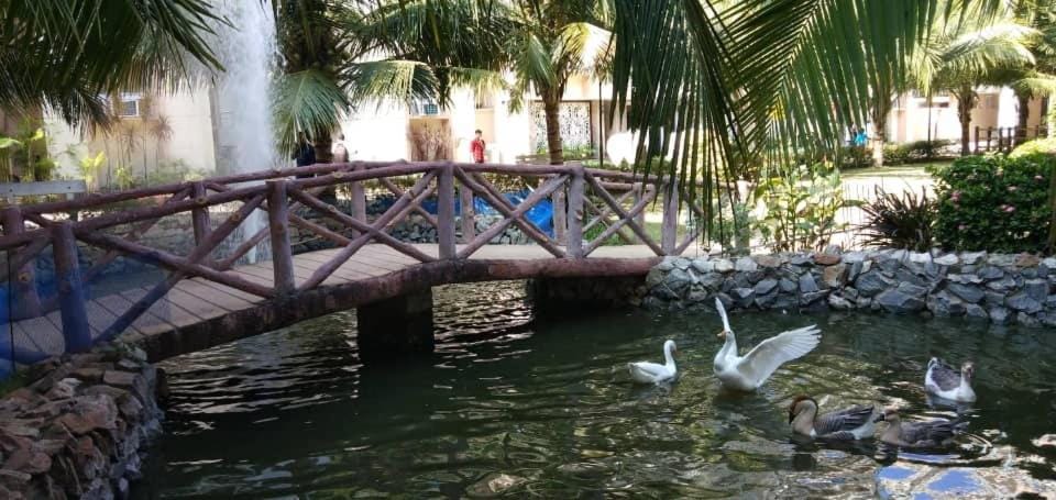 Animals, Lake view