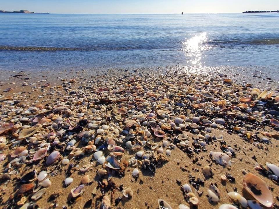 Villino R&R con piscina ed accesso diretto al mare House in Termoli