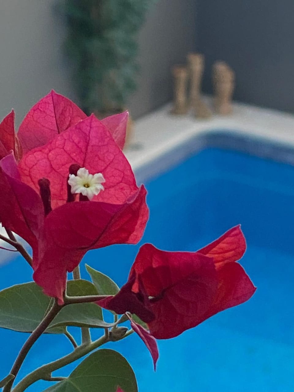 Pool view, Swimming pool