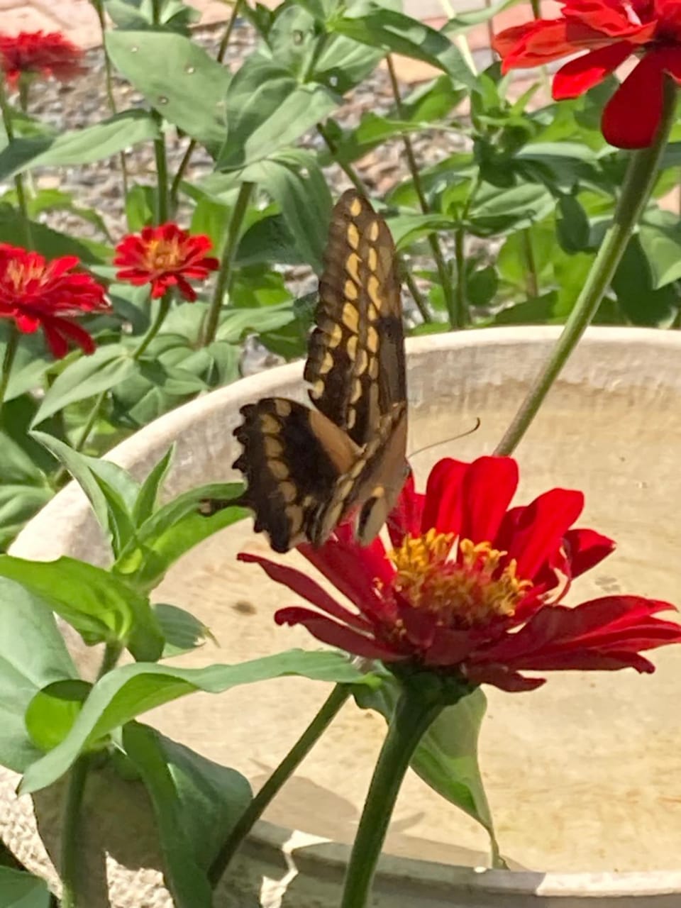 Garden view
