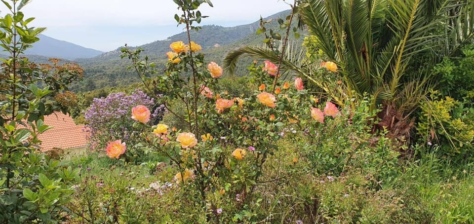 Natural landscape, Garden