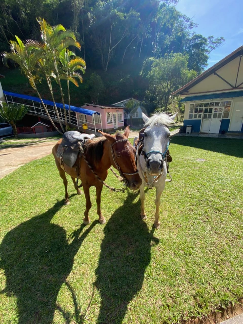 Day, Animals