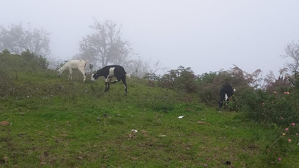 Animals