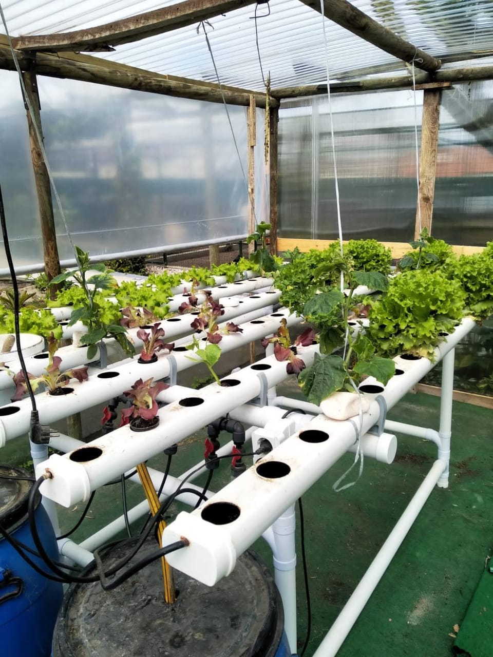Day, Garden, Garden view