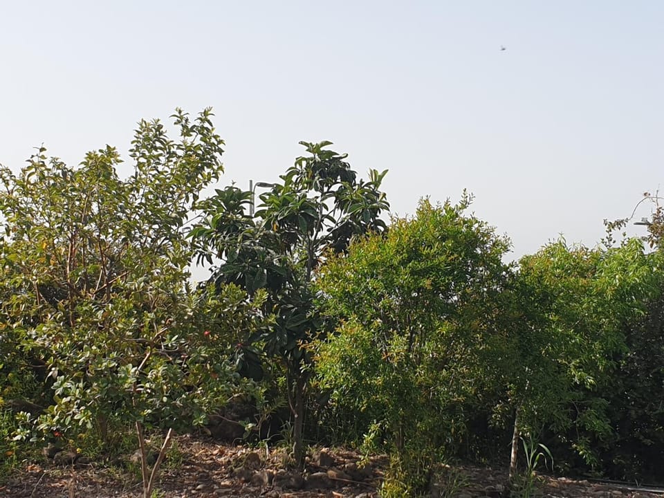 Natural landscape, Garden view