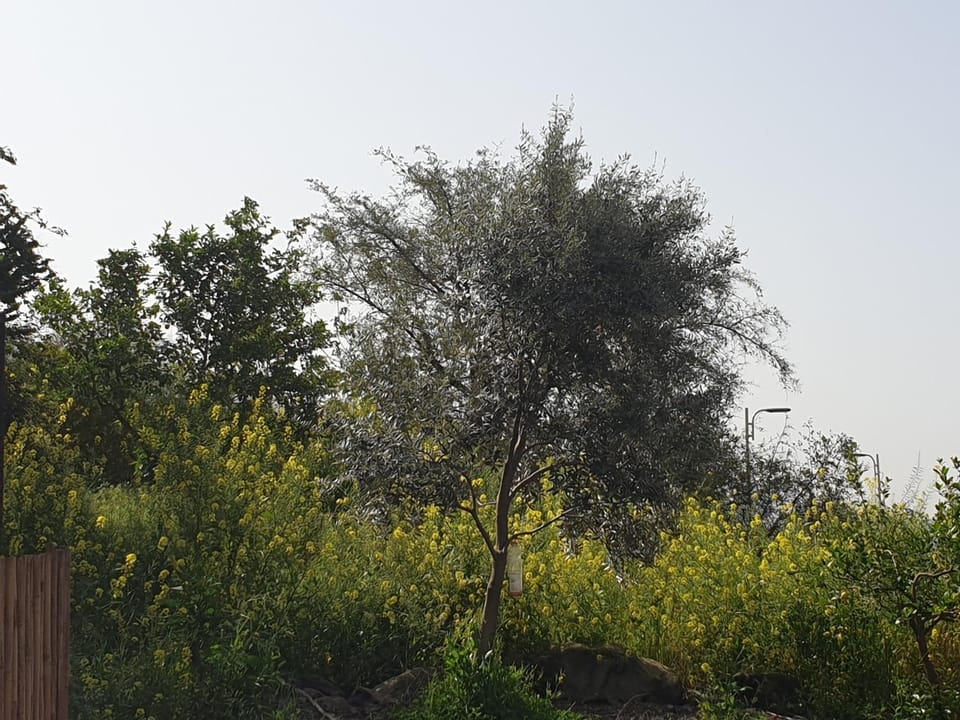 Natural landscape