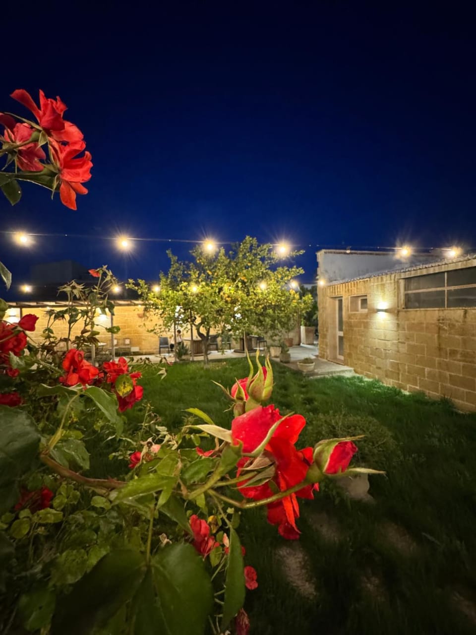 Night, Garden, Garden view
