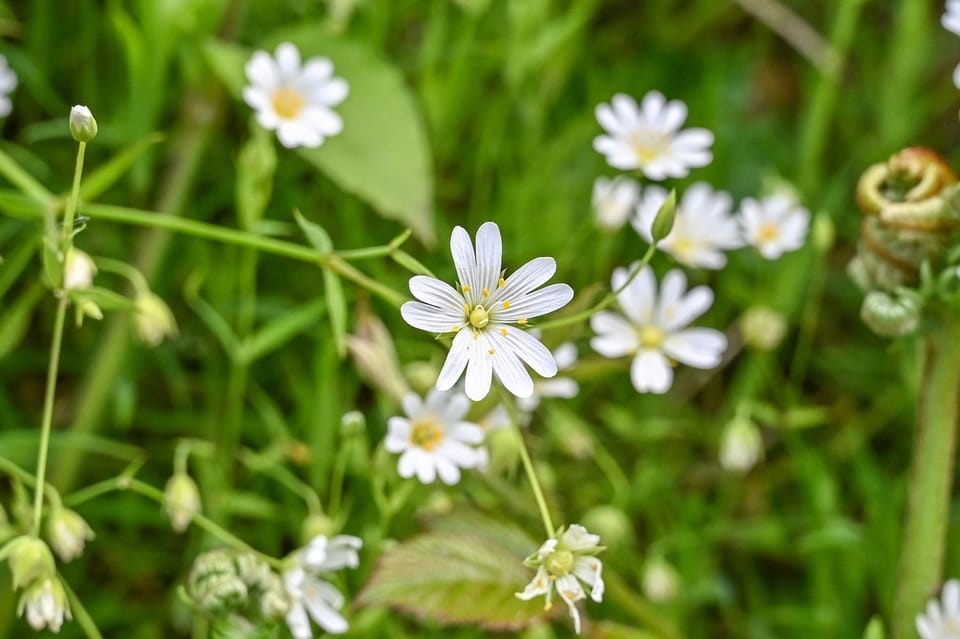 Spring
