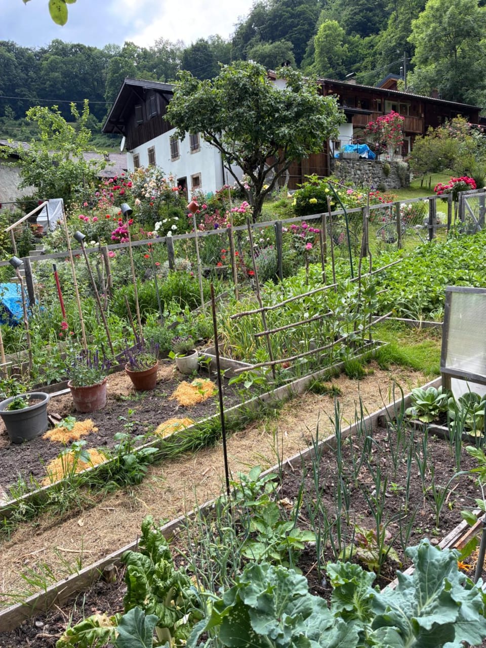 Garden view