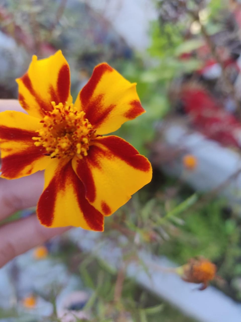 Dhi Ananta Homestay - Pure Veg Vacation rental in Himachal Pradesh
