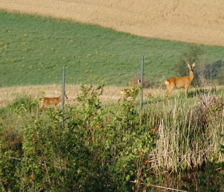 Agriturismo Colombaiolo Farm Stay in Tuscany
