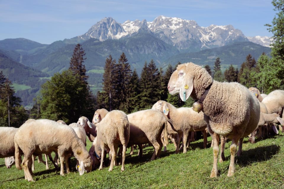 Animals