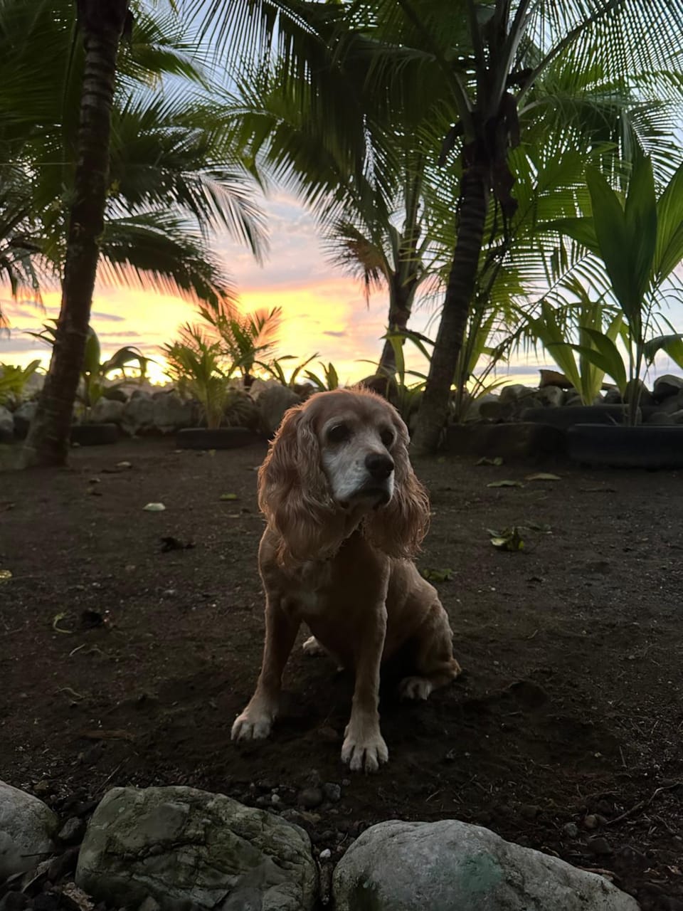 Pets, Sunset