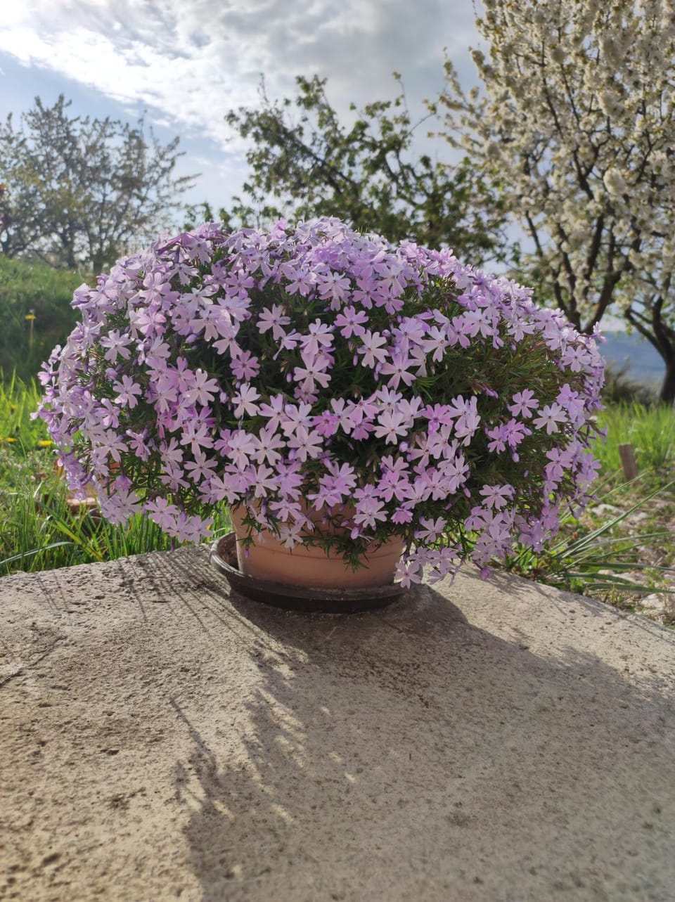 Natural landscape, Garden view