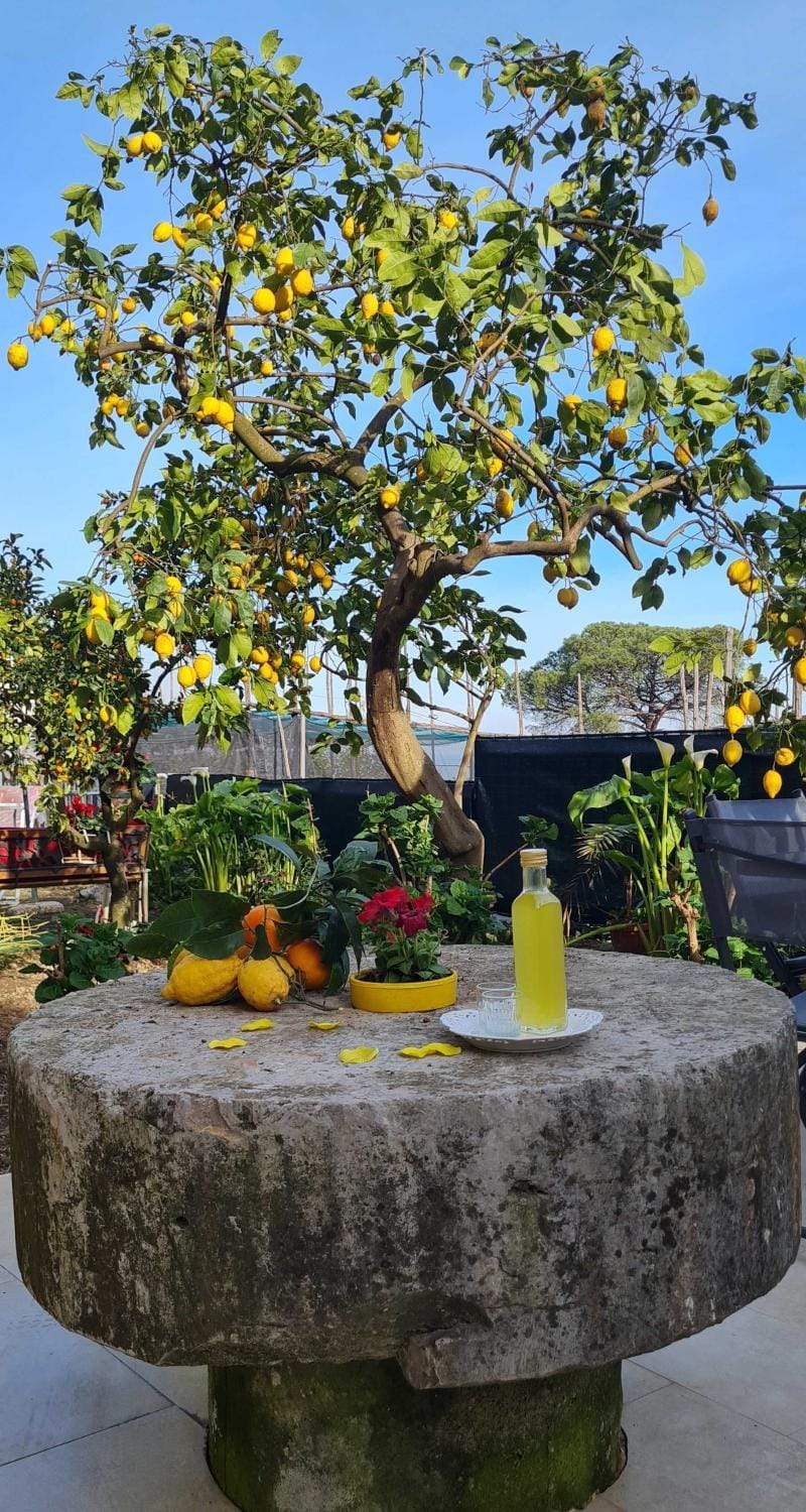 Day, Garden, Garden, Food and drinks, Food, Garden view, Garden view, Street view, Drinks, Inner courtyard view