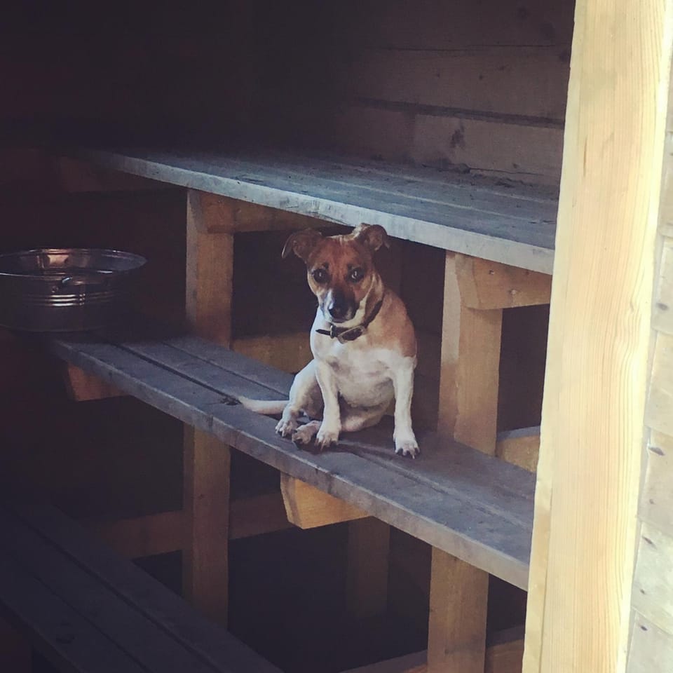 Summer, Pets
