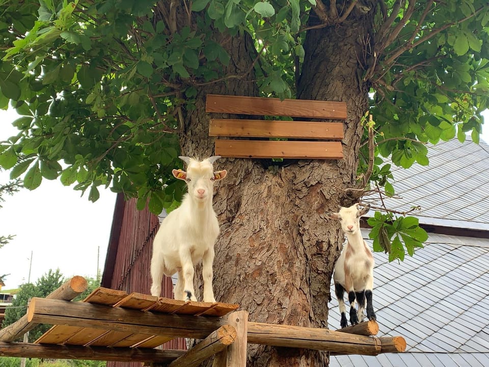 Animals