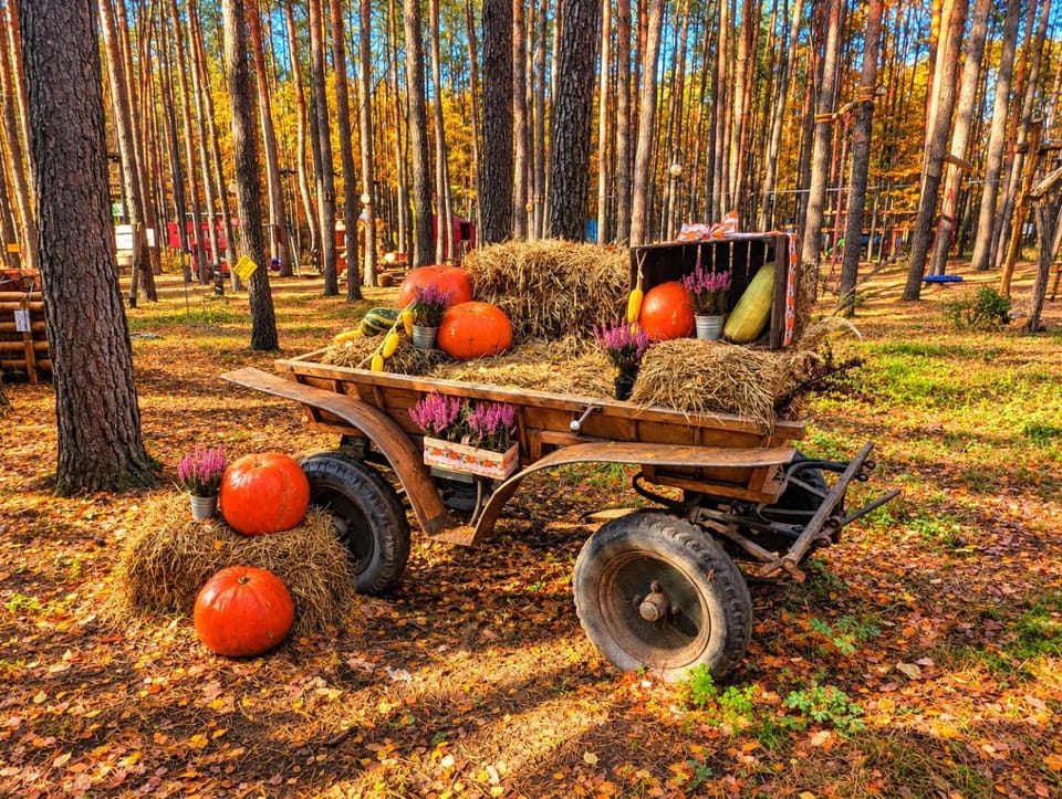 Garden, Autumn