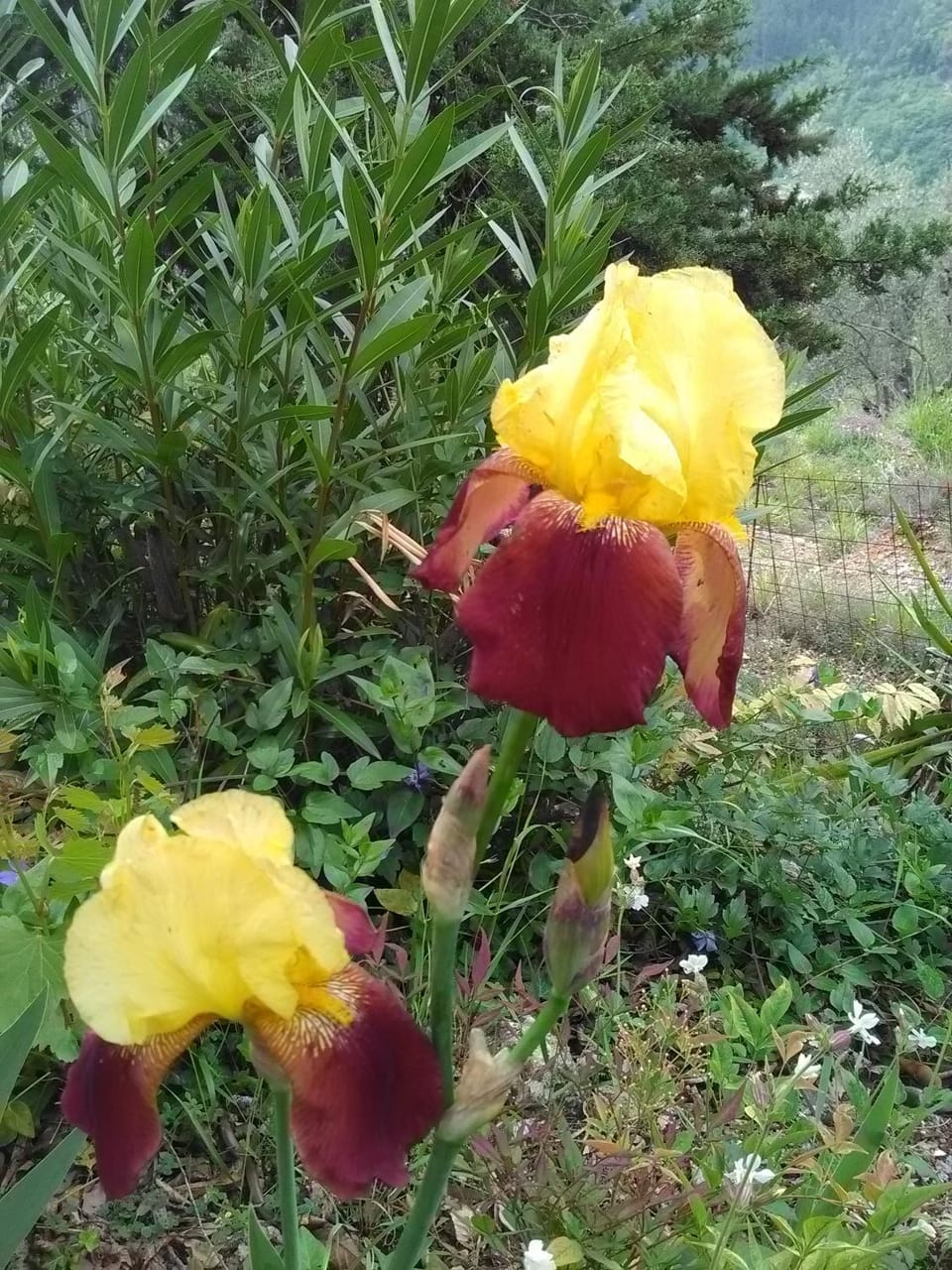 Property building, Spring, Garden