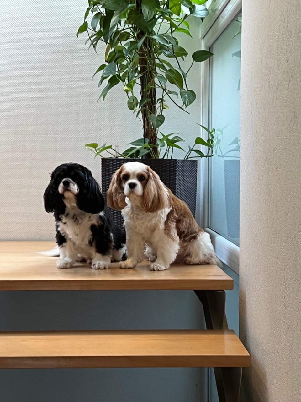 Pets