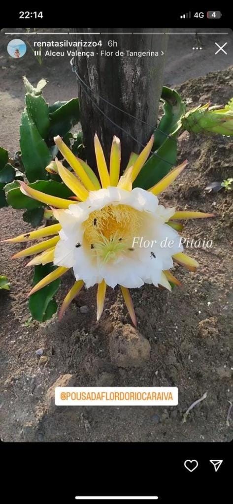 Pousada Flor do Rio Bed and Breakfast in State of Bahia