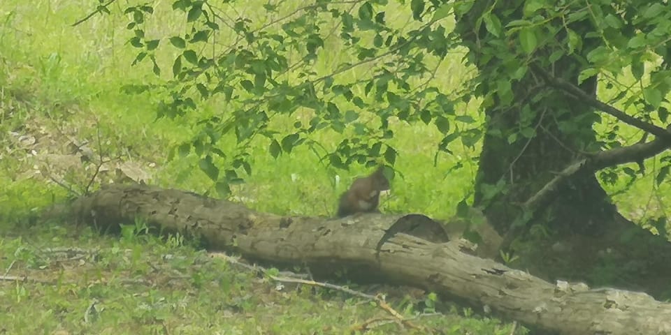 Natural landscape, Animals