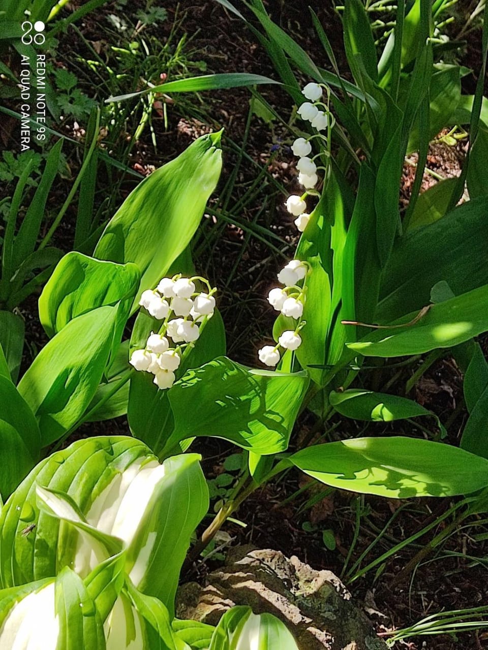 Spring, Garden