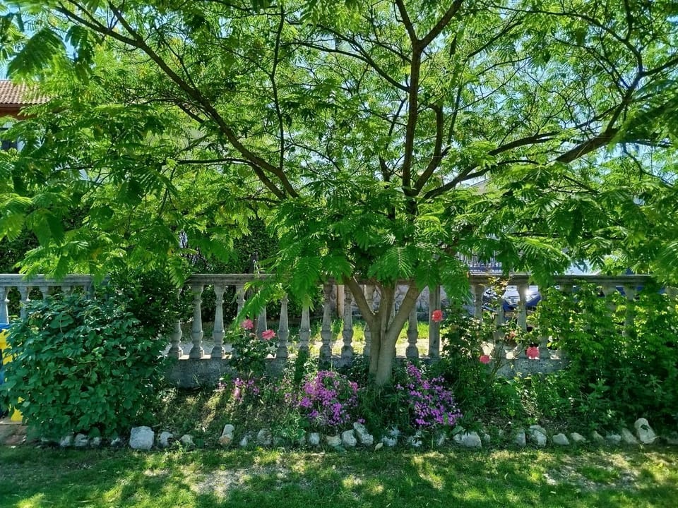 Natural landscape, Garden, Garden view