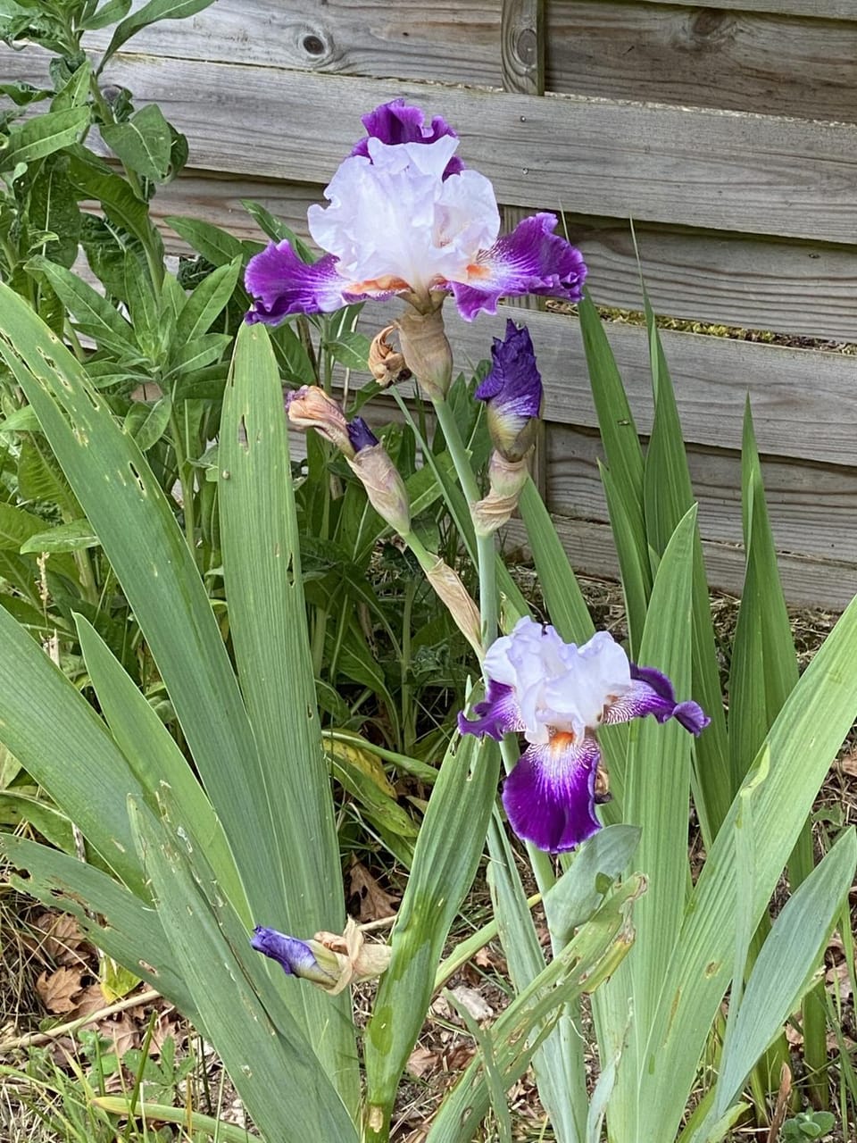 Spring