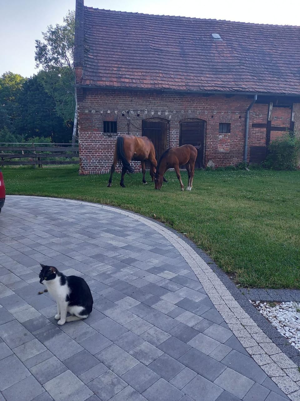 Animals, Pets