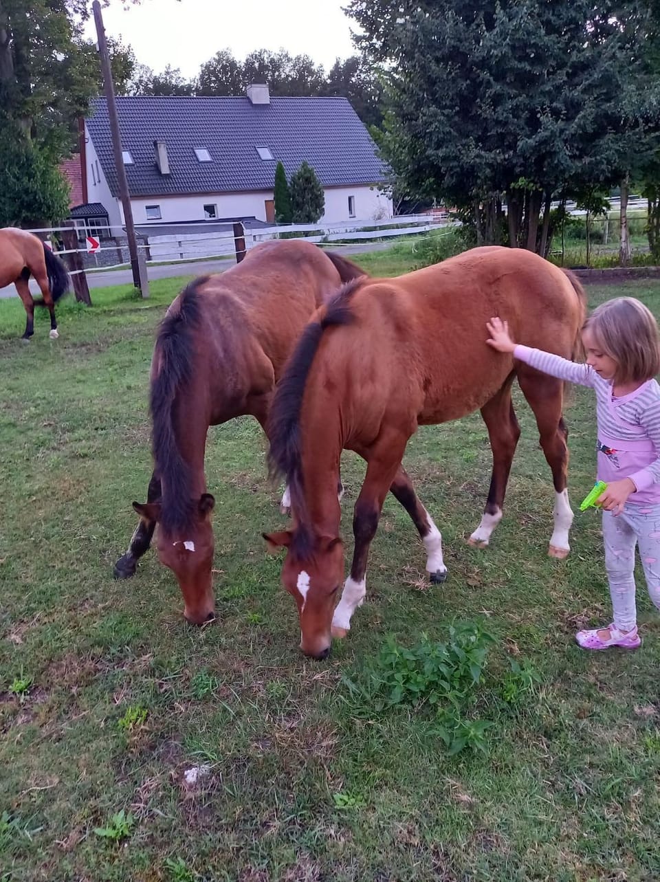 Animals, Pets, children
