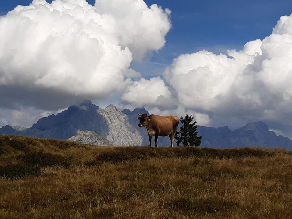 Natural landscape, Hiking, Animals, Mountain view
