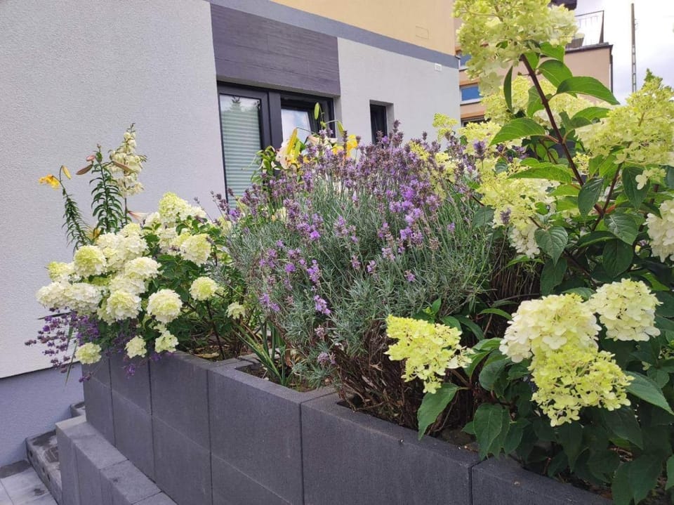 Property building, Garden