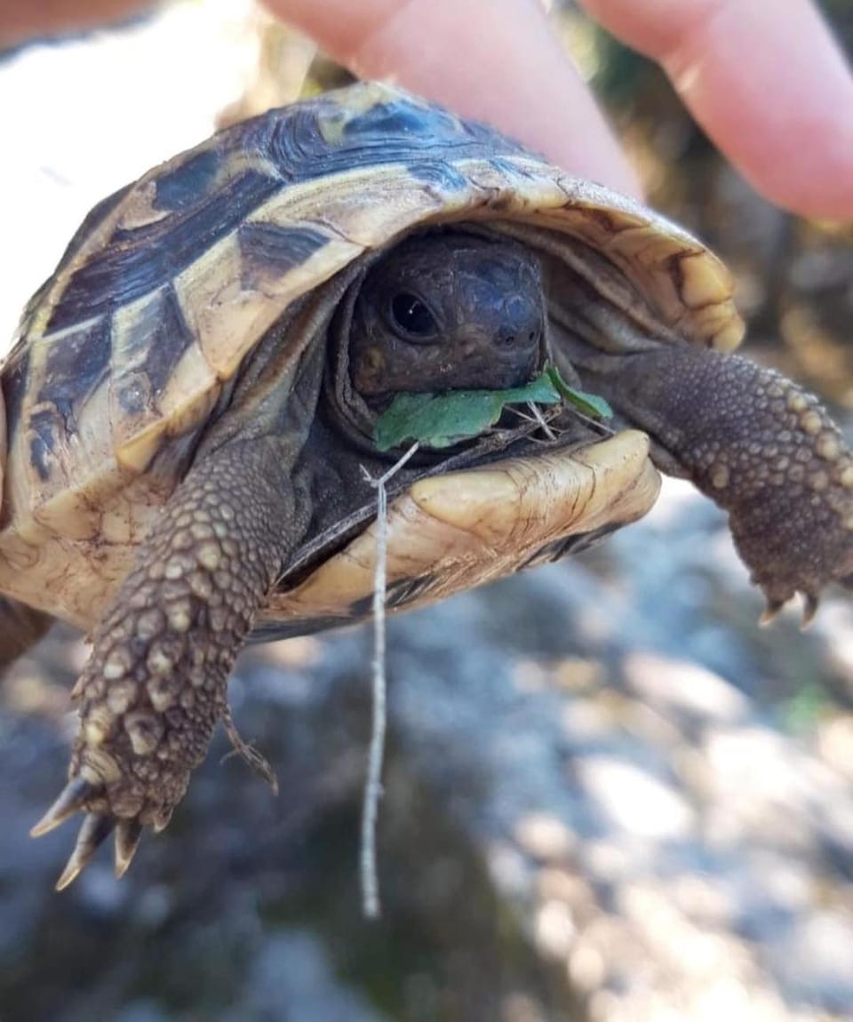 Back to Basics Apartment in Montenegro