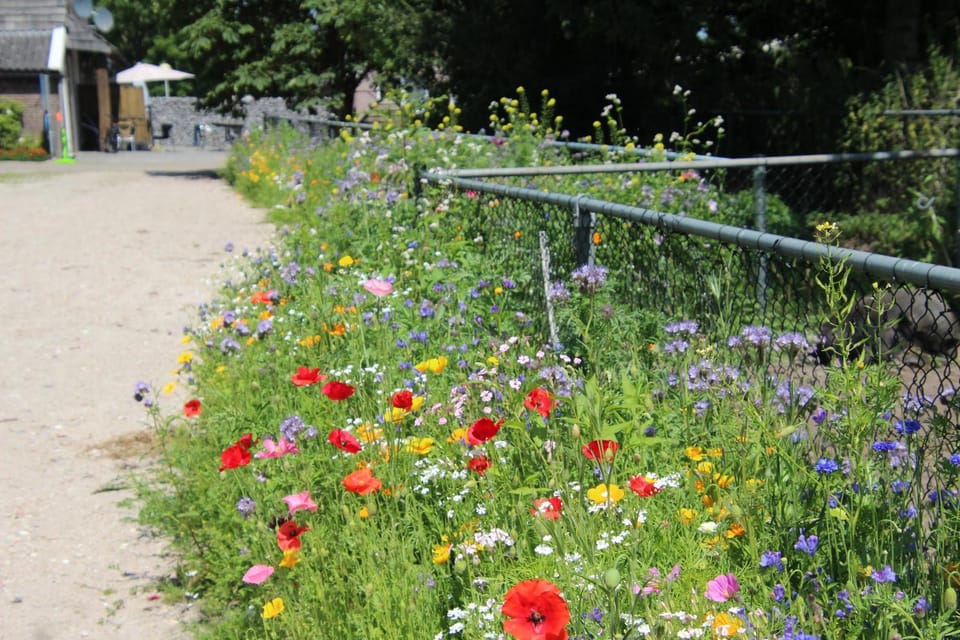 Natural landscape, Garden