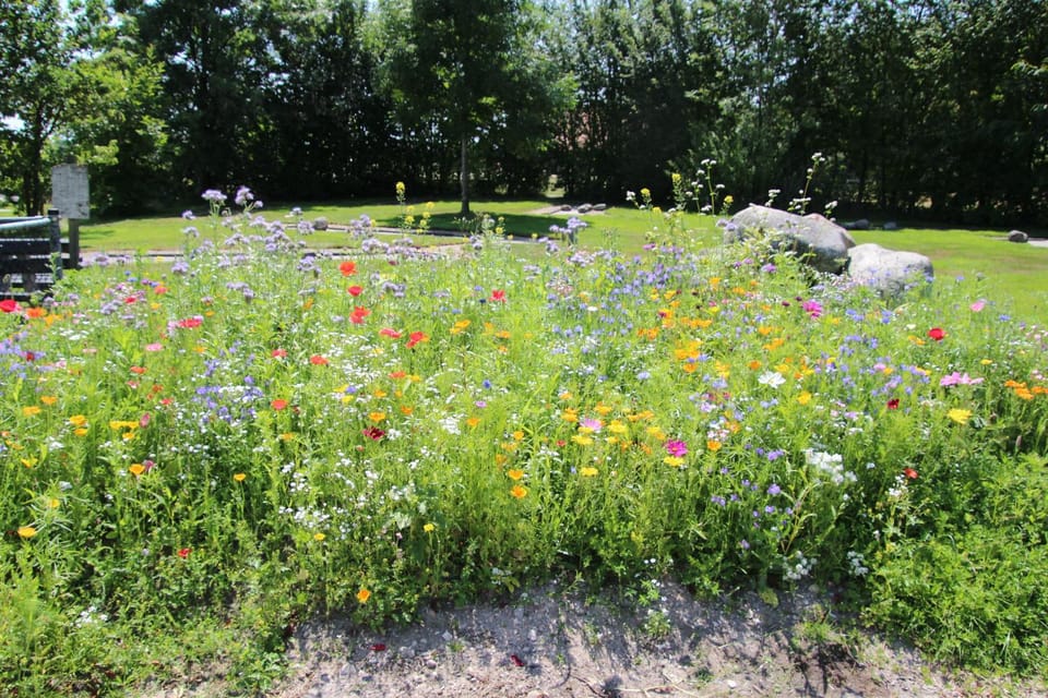 Natural landscape, Garden