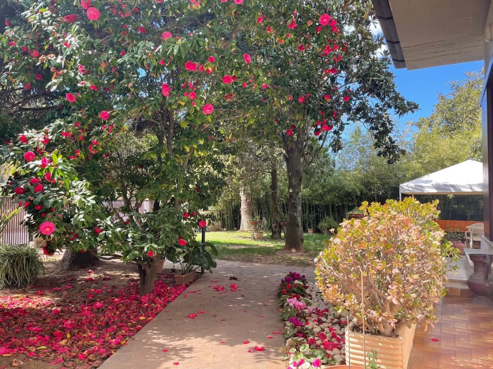Patio, Garden