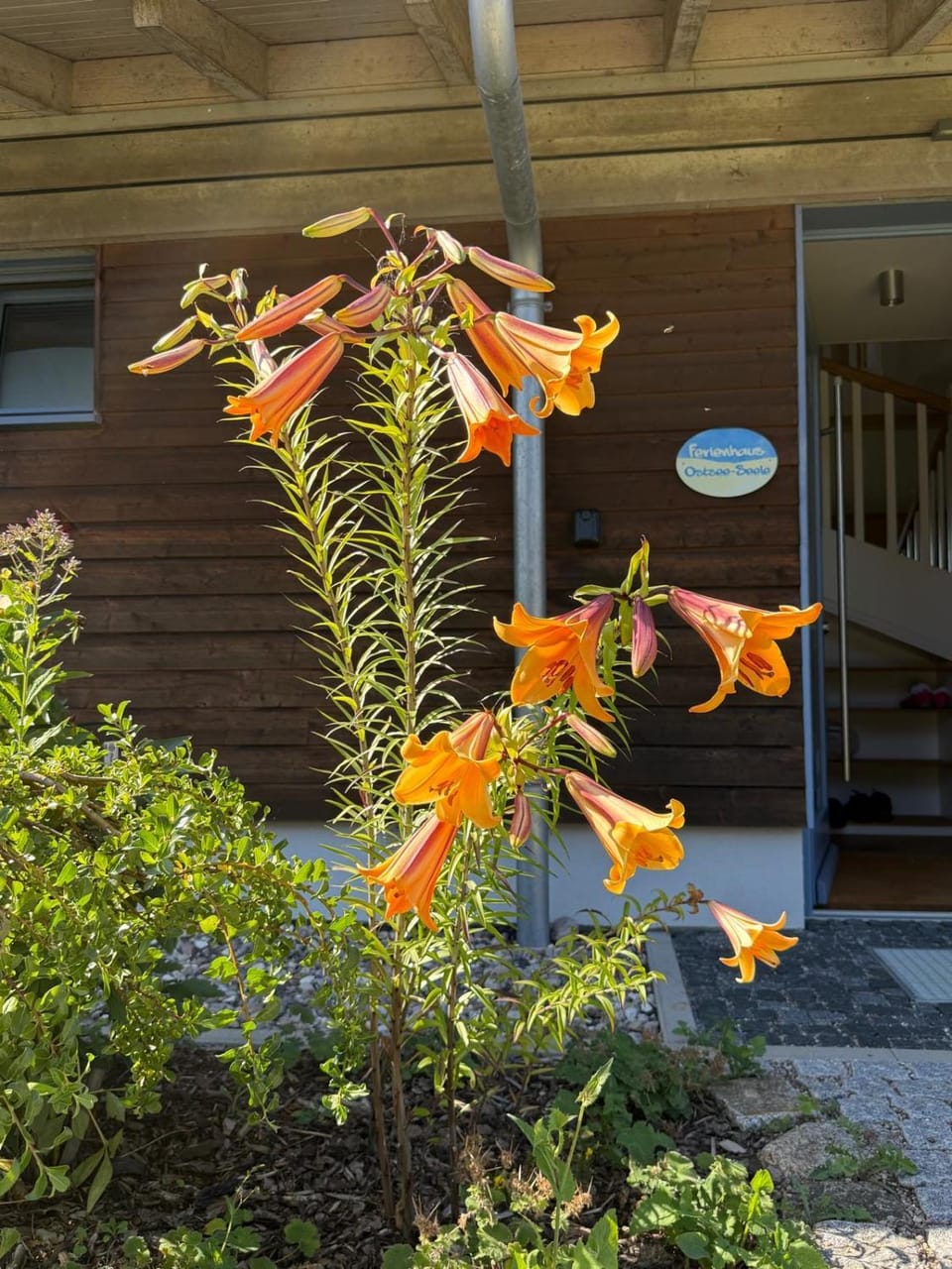 Bio-Holzferienhaus "Ostsee-Seele" - so hochwertig wie erschwinglich, nah am Meer und ruhig gelegen House in Mecklenburg-Vorpommern, Germany