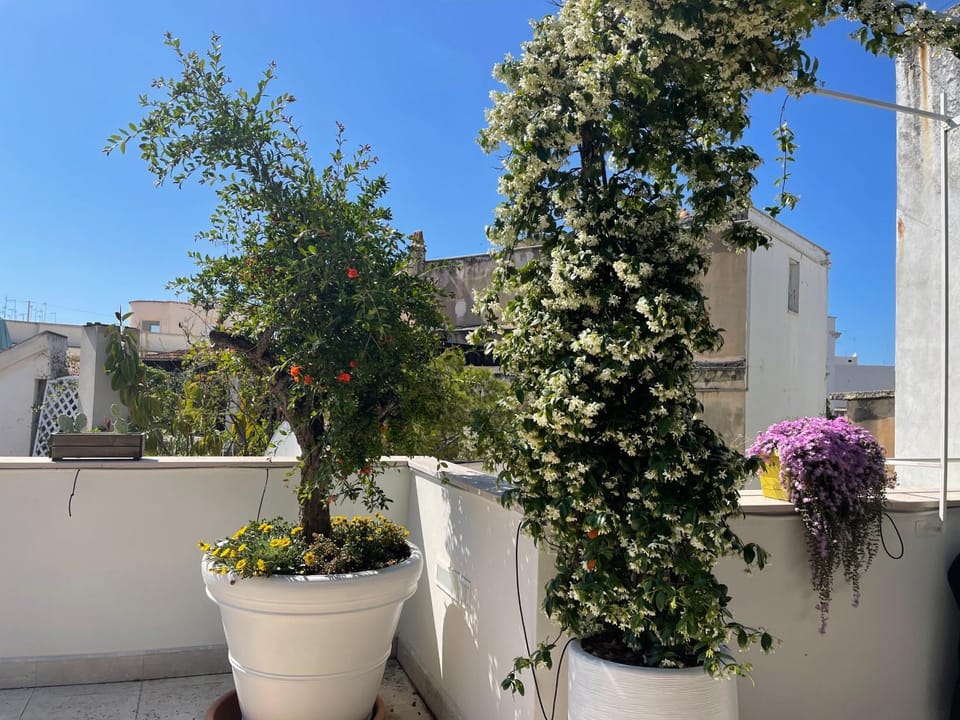 Patio, Garden